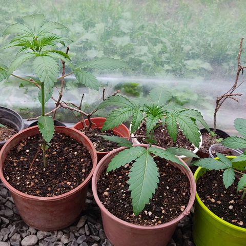 Tropicana wfc growlog timeline photo