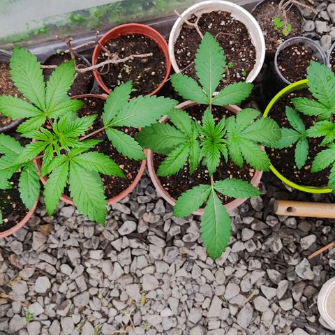 Tropicana wfc growlog timeline photo