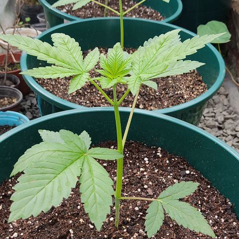 Tropicana wfc growlog timeline photo