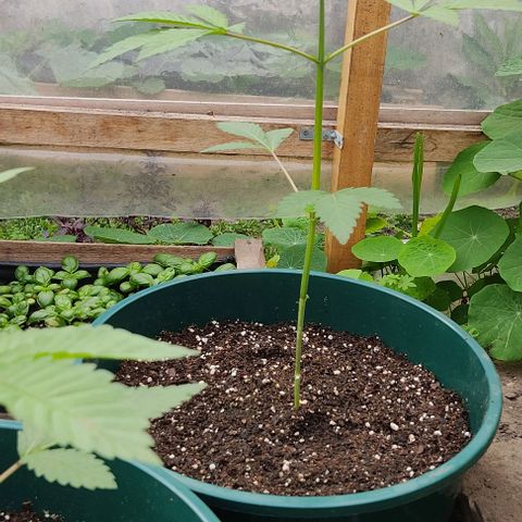 Tropicana wfc growlog timeline photo