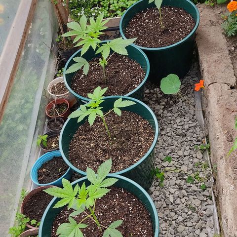 Tropicana wfc growlog timeline photo