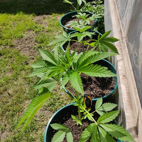 Tropicana wfc growlog timeline photo