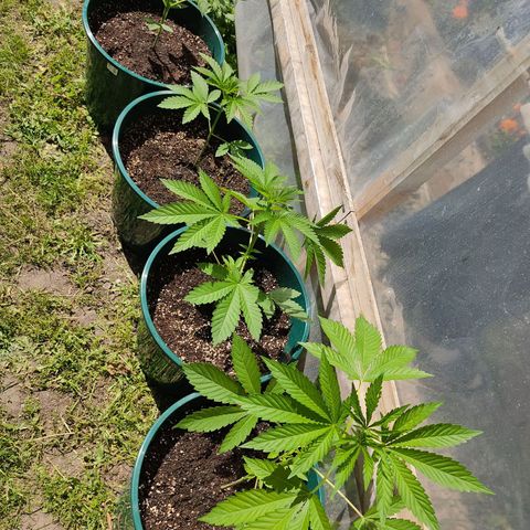 Tropicana wfc growlog timeline photo