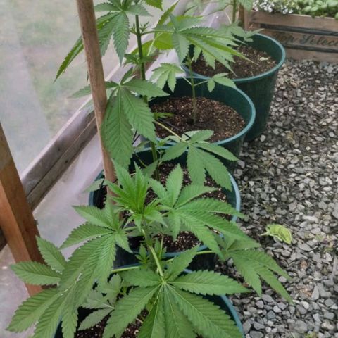 Tropicana wfc growlog timeline photo
