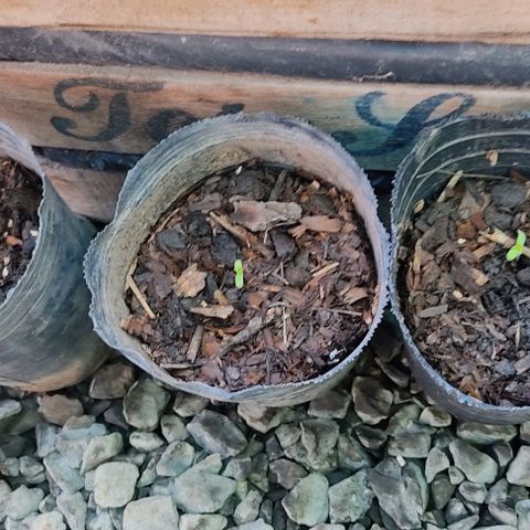 Bananaka growlog timeline photo