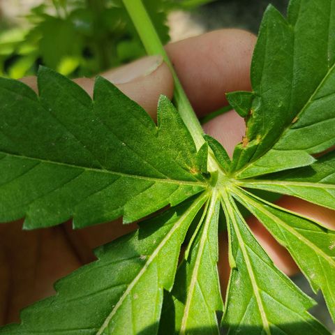 Tropicana wfc growlog photo: Aparece una mancha