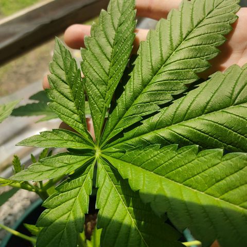 Tropicana wfc growlog timeline photo