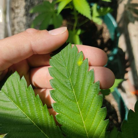 Tropicana wfc growlog timeline photo