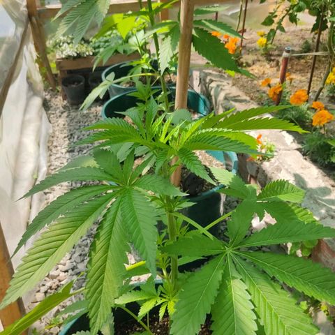 Tropicana wfc growlog timeline photo