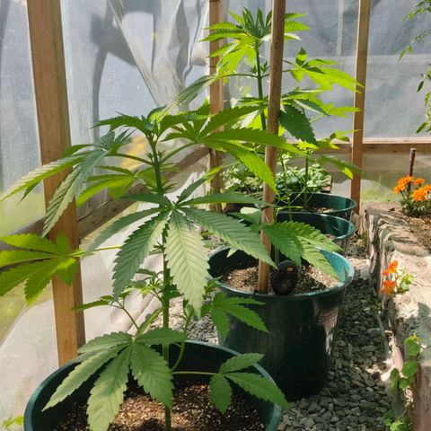 Tropicana wfc growlog timeline photo