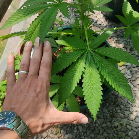 Tropicana wfc growlog timeline photo