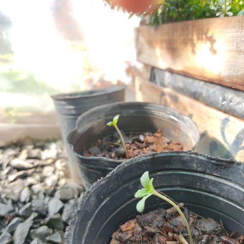 Bananaka growlog timeline photo
