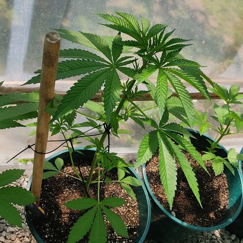 Tropicana wfc growlog timeline photo