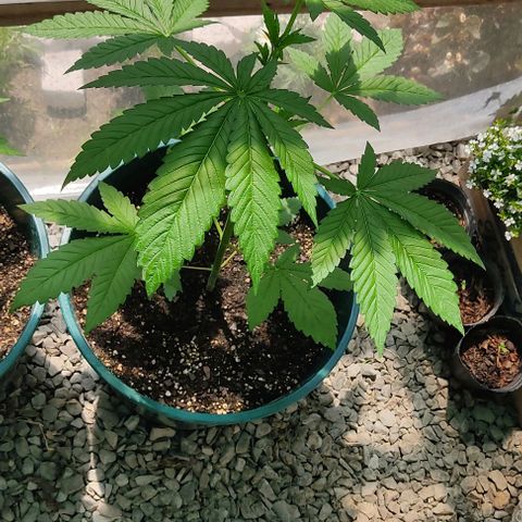 Tropicana wfc growlog timeline photo