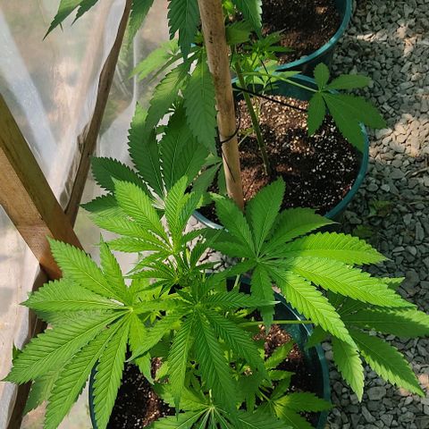 Tropicana wfc growlog timeline photo
