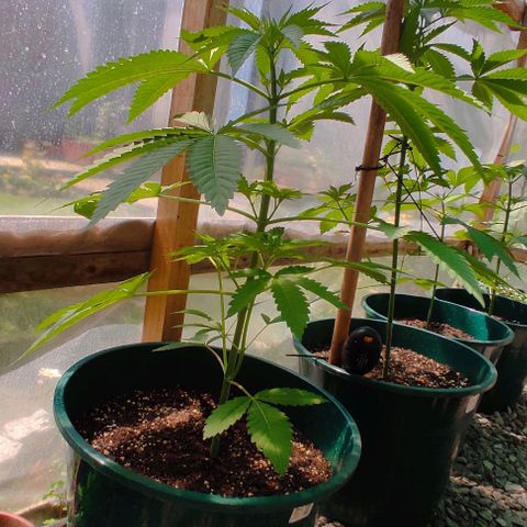 Tropicana wfc growlog timeline photo