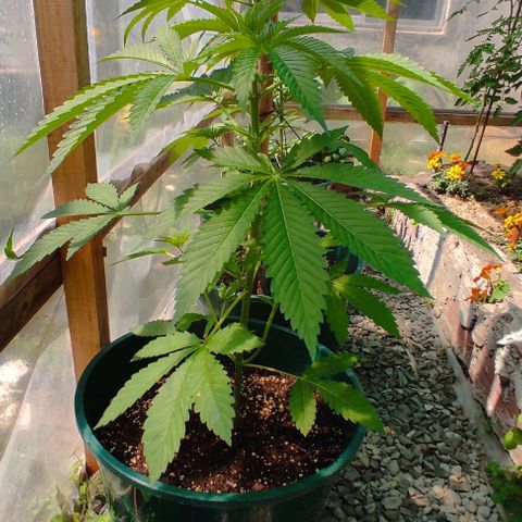 Tropicana wfc growlog timeline photo