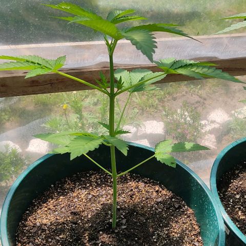 Tropicana wfc growlog timeline photo