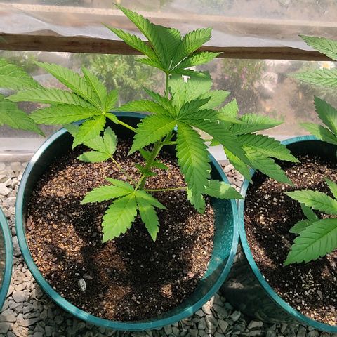 Tropicana wfc growlog timeline photo