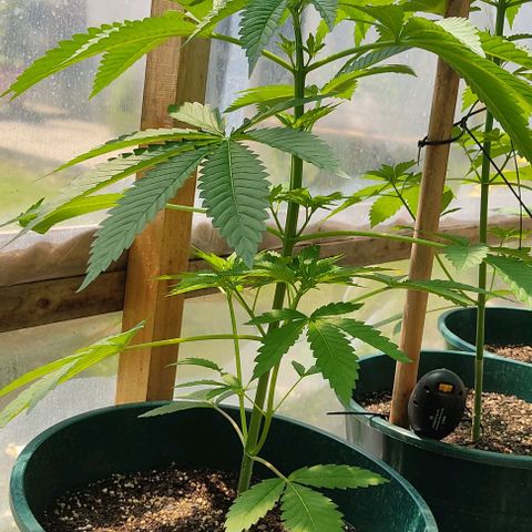 Tropicana wfc growlog timeline photo