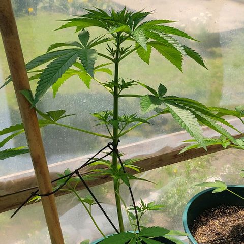 Tropicana wfc growlog timeline photo