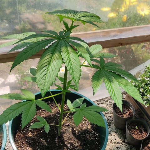 Tropicana wfc growlog timeline photo