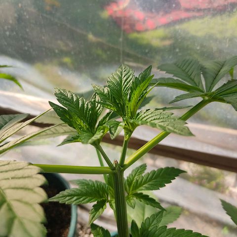 Tropicana wfc growlog photo: Corte de asta, la división funciona