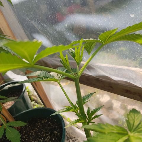 Tropicana wfc growlog photo: Corte de asta, la división funciona