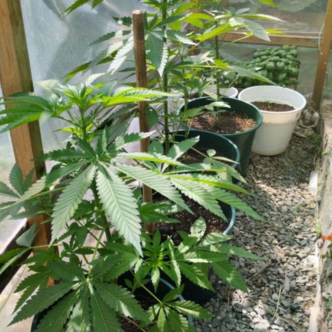 Tropicana wfc growlog timeline photo