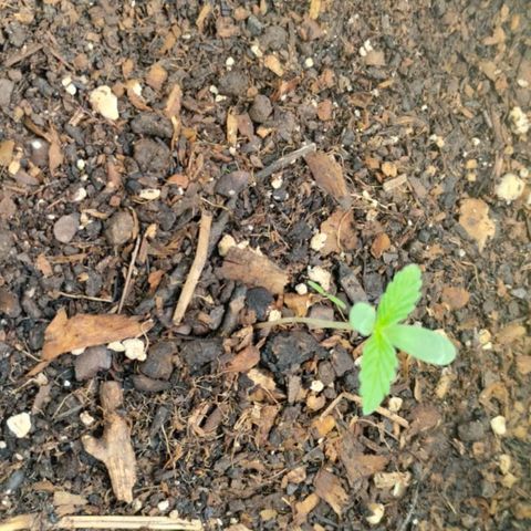 Bananaka growlog timeline photo