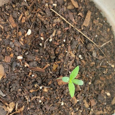 Bananaka growlog timeline photo