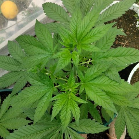 Tropicana wfc growlog timeline photo