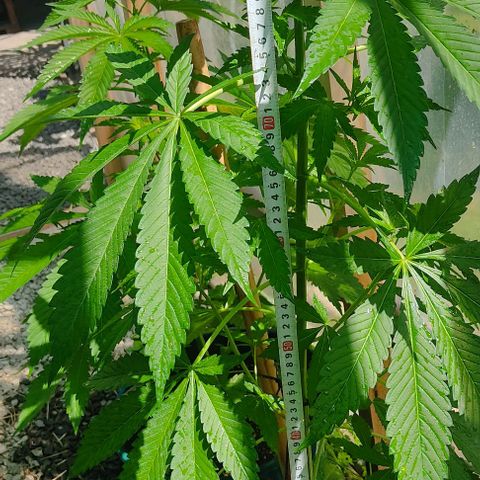 Tropicana wfc growlog timeline photo