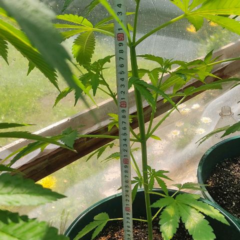 Tropicana wfc growlog timeline photo