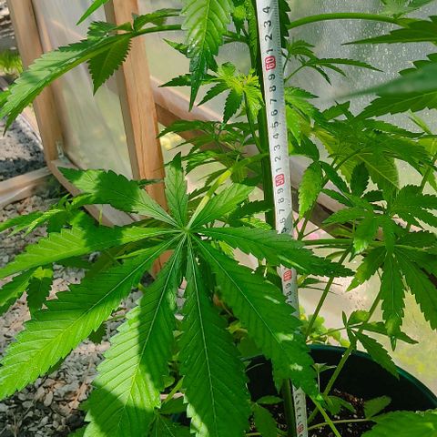 Tropicana wfc growlog timeline photo
