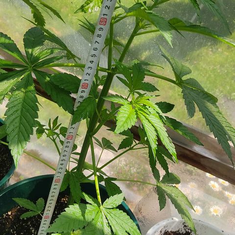 Tropicana wfc growlog timeline photo
