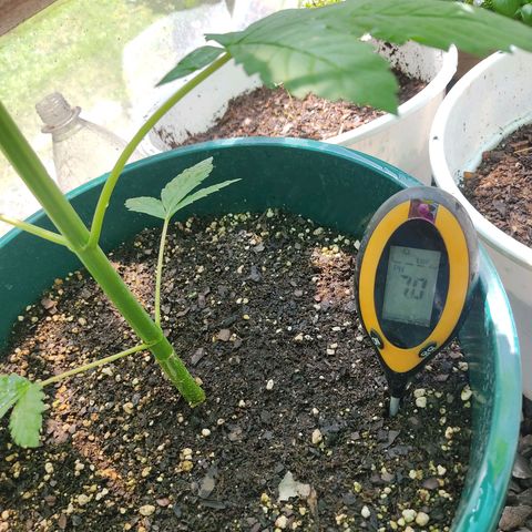 Tropicana wfc growlog photo: Medicion de ph