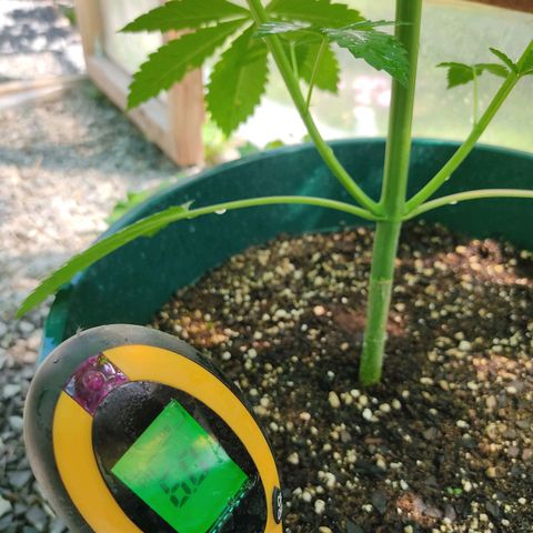Tropicana wfc growlog photo: Medicion de ph