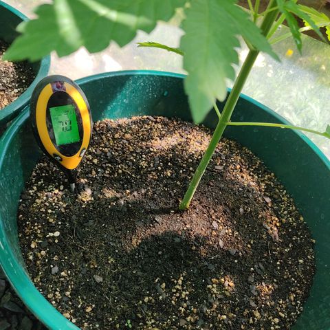 Tropicana wfc growlog photo: Medicion de ph