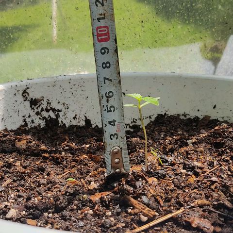 Bananaka growlog timeline photo