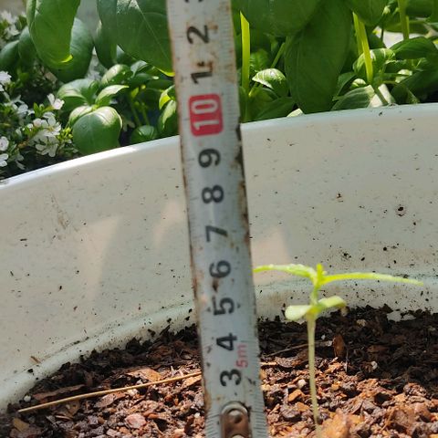 Bananaka growlog timeline photo