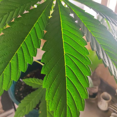 Tropicana wfc growlog timeline photo