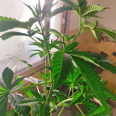Tropicana wfc growlog timeline photo