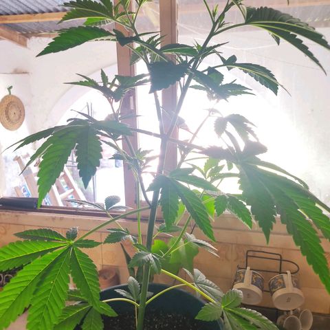 Tropicana wfc growlog timeline photo