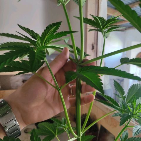 Tropicana wfc growlog timeline photo