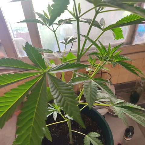 Tropicana wfc growlog timeline photo