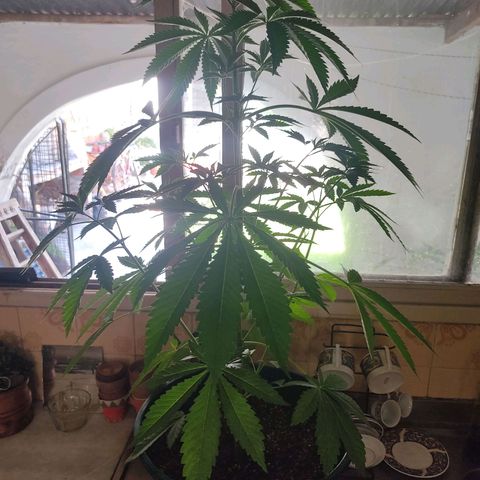 Tropicana wfc growlog timeline photo