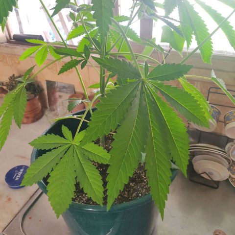 Tropicana wfc growlog timeline photo