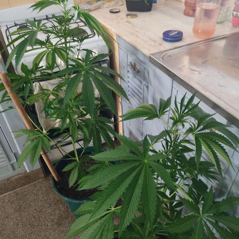 Tropicana wfc growlog timeline photo