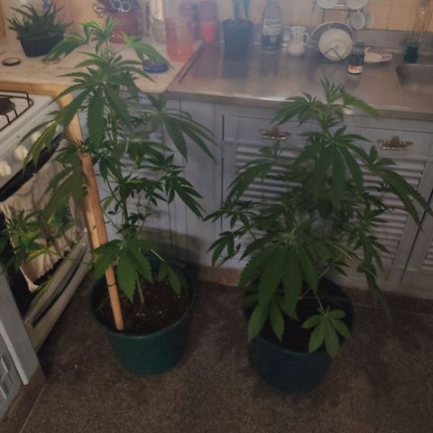 Tropicana wfc growlog timeline photo